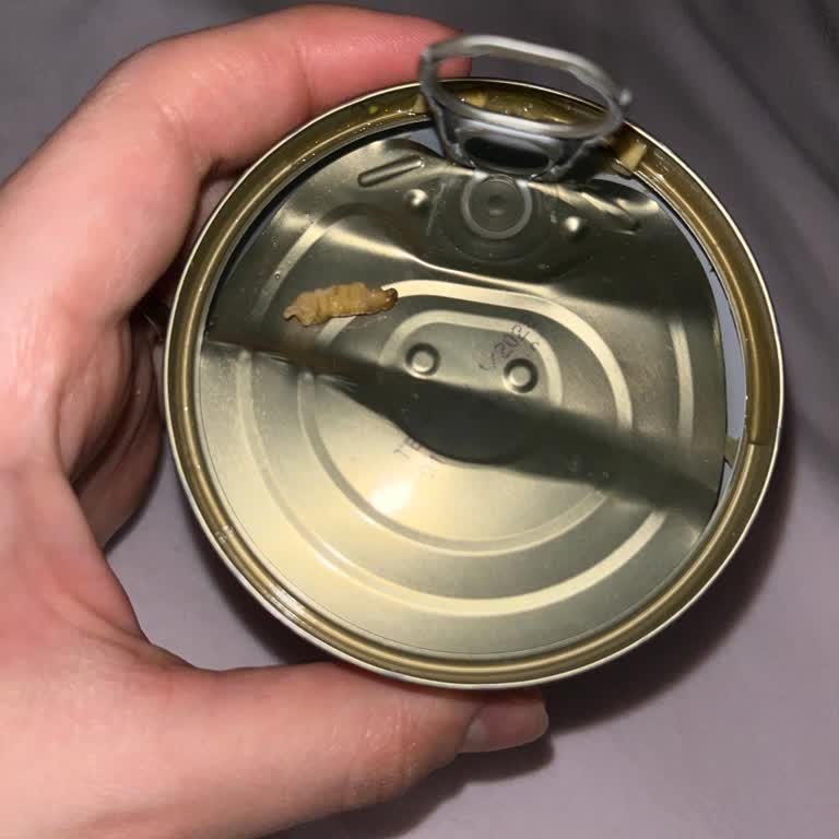 Taze Görünen Mısır Konservesinde Tırtıl Keşfi