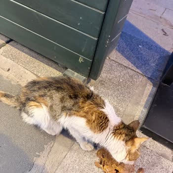 Kaffe Schütz’te Kedi İçeri Giriş Yasağı Müşteri Üzüntüsü Ve Etik Sorun