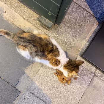Kaffe Schütz’te Kedi İçeri Giriş Yasağı Müşteri Üzüntüsü Ve Etik Sorun