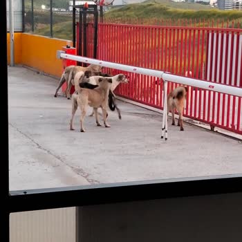Sahipsiz Köpek Sürüsü İşe Gidiş Ve Dönüş Saatlerinde Güvenliğimizi Tehdit Ediyor