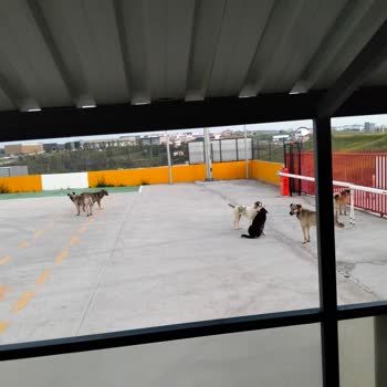 Sahipsiz Köpek Sürüsü İşe Gidiş Ve Dönüş Saatlerinde Güvenliğimizi Tehdit Ediyor