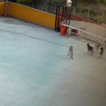 Sahipsiz Köpek Sürüsü İşe Gidiş Ve Dönüş Saatlerinde Güvenliğimizi Tehdit Ediyor
