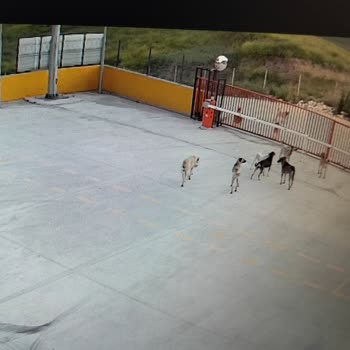 Sahipsiz Köpek Sürüsü İşe Gidiş Ve Dönüş Saatlerinde Güvenliğimizi Tehdit Ediyor