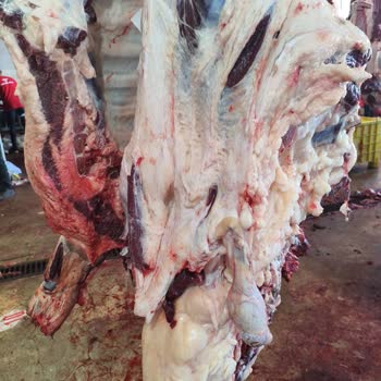 Malatya Büyükbaş Besi Çiftliği Kurban Etinde Yağ Oranı Aşırı, Aldatma Şüphesi
