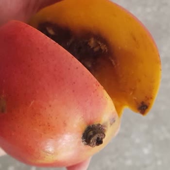 Mango Siparişindeki Çürük Ve Ham Ürün, Değişim Talebine Cevap Almama
