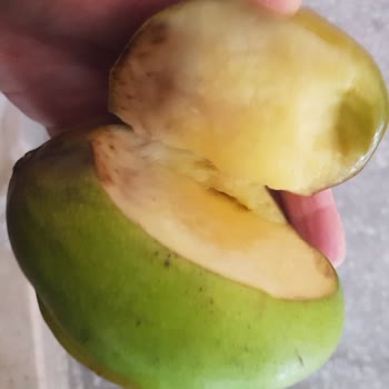 Mango Siparişindeki Çürük Ve Ham Ürün, Değişim Talebine Cevap Almama