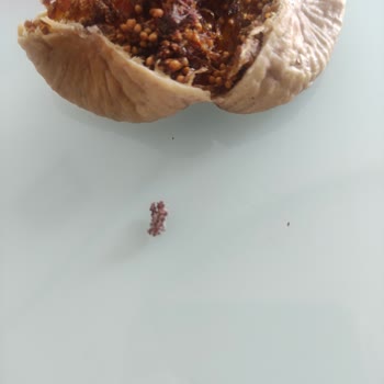 Kuru İncirlerde Kurtlu Ve Tüy İçeren Hijyen Sorunu