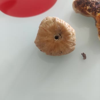 Kuru İncirlerde Kurtlu Ve Tüy İçeren Hijyen Sorunu