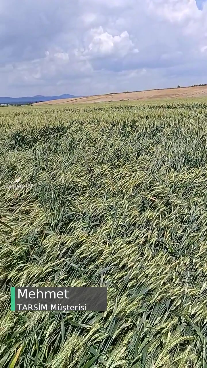 TARSİM Ürün Sigortası Mağduriyete Başka Nedenler Aramaktan Vazgeçmeli! videonun kapak resmi