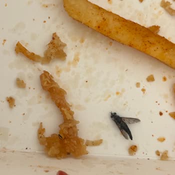 Cajun Corner'da Sinekli Hamburger Menüsü Hijyen İhlali Ve İade Talebi
