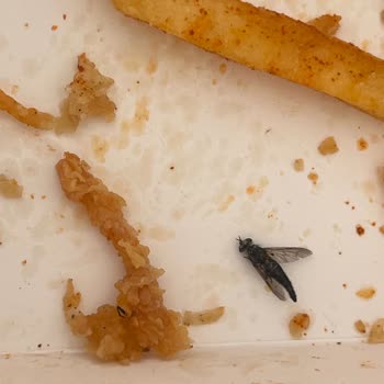Cajun Corner'da Sinekli Hamburger Menüsü Hijyen İhlali Ve İade Talebi