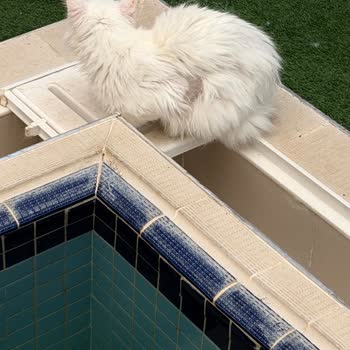 İpekyolu Belediyesi Van Kedi Villa’sında Hijyen Ve Bakımsızlık Sorunları Acilen İncelenmelidir