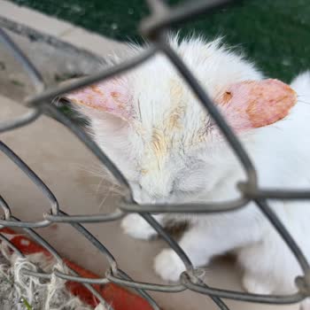 İpekyolu Belediyesi Van Kedi Villa’sında Hijyen Ve Bakımsızlık Sorunları Acilen İncelenmelidir