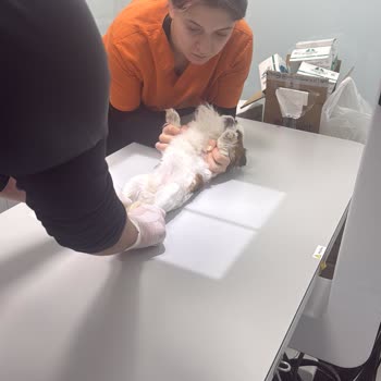 Yanlış Teşhis Ve Aşırı Morfin Dozu Nedeniyle Veteriner Klinik Hatası