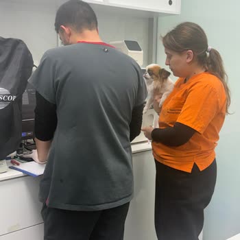 Yanlış Teşhis Ve Aşırı Morfin Dozu Nedeniyle Veteriner Klinik Hatası