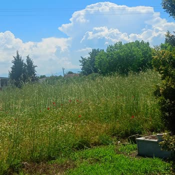 Yolören Köyü Mezarlığında Bakımsız Otlar Ziyaretleri Engelliyor