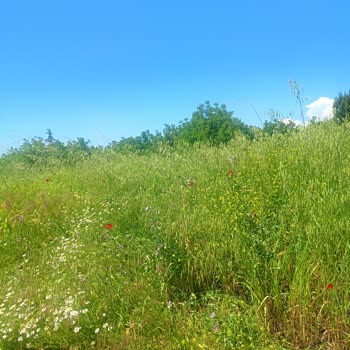Yolören Köyü Mezarlığında Bakımsız Otlar Ziyaretleri Engelliyor