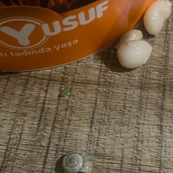 Köfteci Yusuf’ta Piyaz İçinde Salyangoz Bulunması Ve İade Talebi