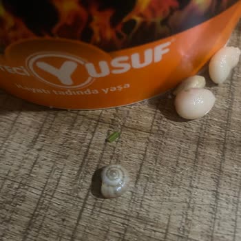 Köfteci Yusuf’ta Piyaz İçinde Salyangoz Bulunması Ve İade Talebi