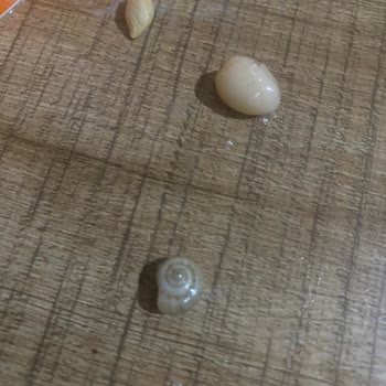 Köfteci Yusuf’ta Piyaz İçinde Salyangoz Bulunması Ve İade Talebi