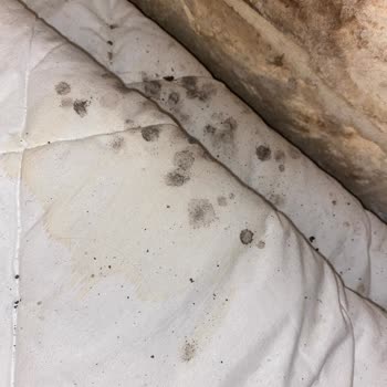 Rehberin Kaba Davranışı Ve Otellerdeki Küf Sorunları Tatil Keyfini Bozdu