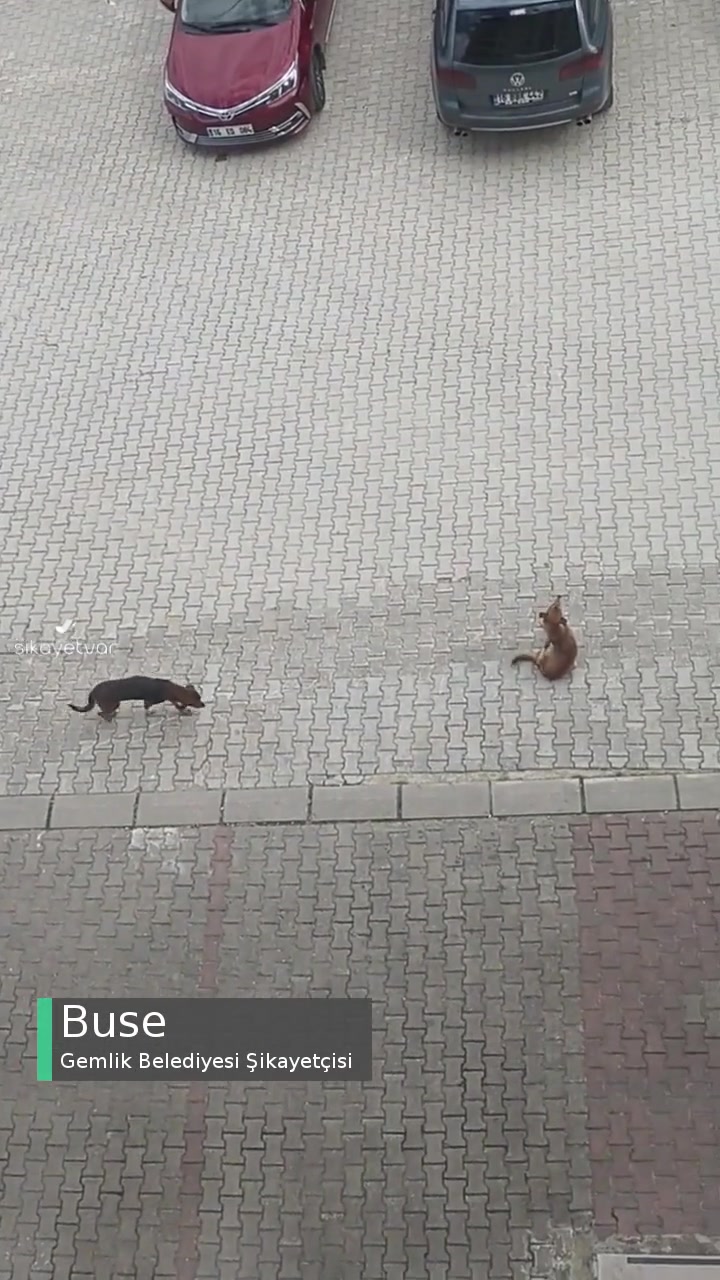 Gemlik Belediyesi Mahallenin Çocuklarını Koruyan Köpeği Aldılar, Dokuz Tane Köpek Bastı videonun kapak resmi