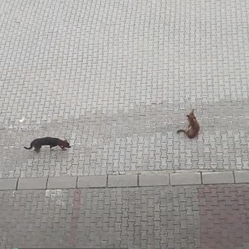 Gemlik Belediyesi Mahallenin Çocuklarını Koruyan Köpeği Aldılar, Dokuz Tane Köpek Bastı