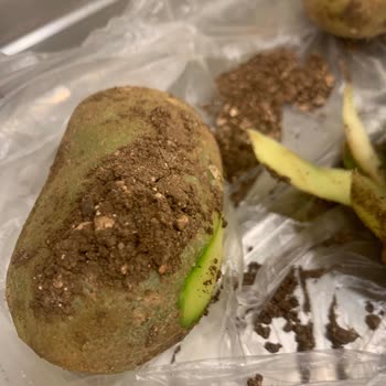Migros Sanal Market’te Kirli Patates Ve Kalitesiz Ürünler