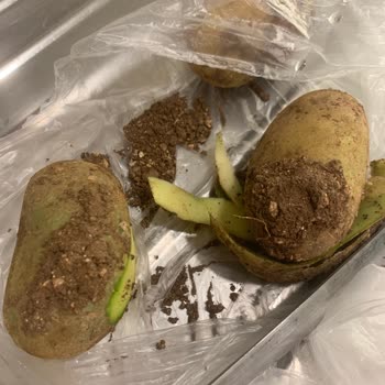 Migros Sanal Market’te Kirli Patates Ve Kalitesiz Ürünler