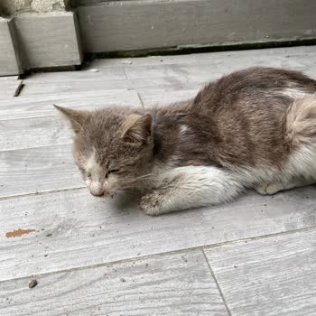 İBB Veteriner Hizmetleri’nin Hatalı Değerlendirmesi Kedi Ölümüne Yol Açtı