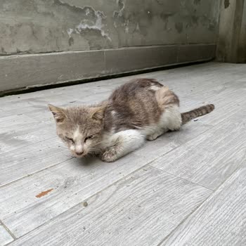 İBB Veteriner Hizmetleri’nin Hatalı Değerlendirmesi Kedi Ölümüne Yol Açtı
