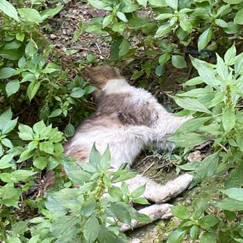 İBB Veteriner Hizmetleri’nin Hatalı Değerlendirmesi Kedi Ölümüne Yol Açtı