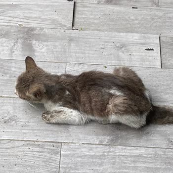 İBB Veteriner Hizmetleri’nin Hatalı Değerlendirmesi Kedi Ölümüne Yol Açtı