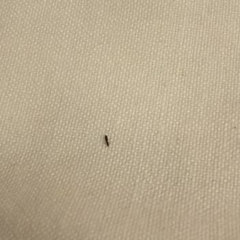 Tatilbudur Turunda Aşırı Ücretlendirme, Gecikmeler Ve Hijyen Sorunları