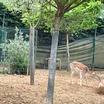 Park Of İstanbul Hayvanların Bakımsızlığı Ve Reklamlarla Gerçeğin Çelişkisi