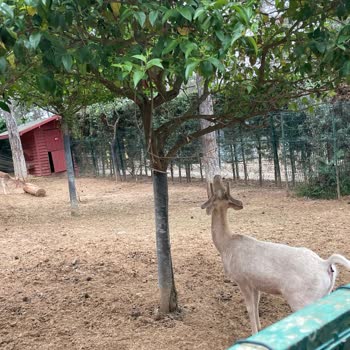 Park Of İstanbul Hayvanların Bakımsızlığı Ve Reklamlarla Gerçeğin Çelişkisi