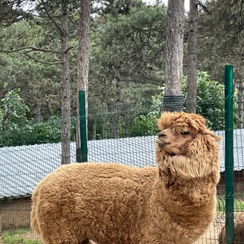 Park Of İstanbul Hayvanların Bakımsızlığı Ve Reklamlarla Gerçeğin Çelişkisi