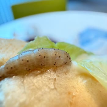 Burger King'de Hamburgerden Canlı Kurt Çıkması Nedeniyle Hijyen Skandalı Ve Yetersiz Özür