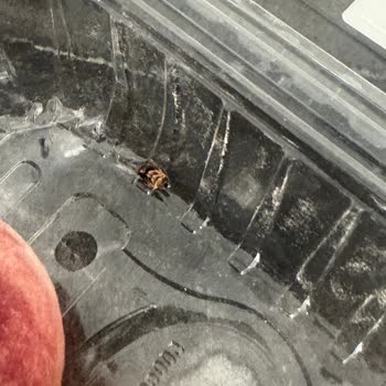 Şeftali Paketi İçinde Böcek Tespiti Ve Güven Kaybı
