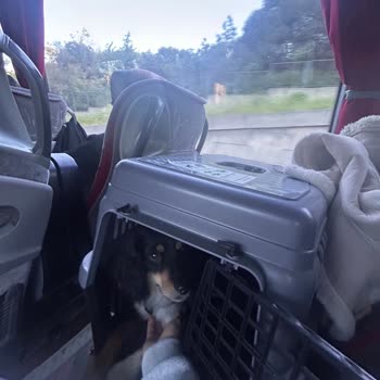 Kafesi Açılmayan Köpekle Seyahatte Çelişkili Politika Ve Şoför Tutumu