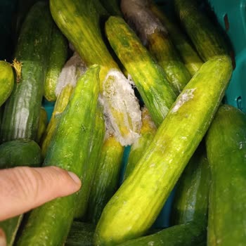 Bursa Şok Market'te Çürük Ve Küflü Manav Ürünleri
