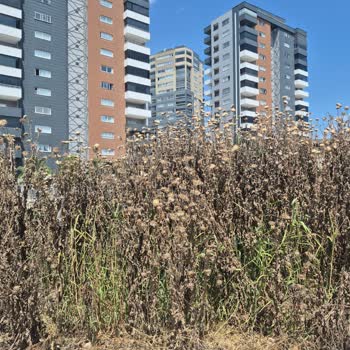 Altaylılar Mahallesi 02105 Sokak Ve Roof 14 Apartmanı Önündeki Dikenli Otlar Güvenlik Tehdidi