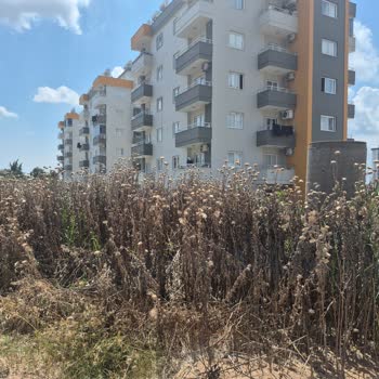 Altaylılar Mahallesi 02105 Sokak Ve Roof 14 Apartmanı Önündeki Dikenli Otlar Güvenlik Tehdidi