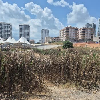 Altaylılar Mahallesi 02105 Sokak Ve Roof 14 Apartmanı Önündeki Dikenli Otlar Güvenlik Tehdidi