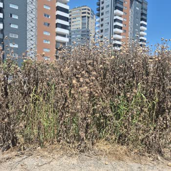 Altaylılar Mahallesi 02105 Sokak Ve Roof 14 Apartmanı Önündeki Dikenli Otlar Güvenlik Tehdidi