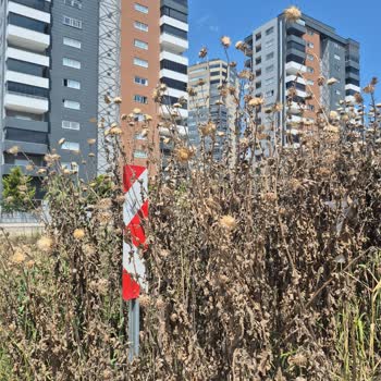 Altaylılar Mahallesi 02105 Sokak Ve Roof 14 Apartmanı Önündeki Dikenli Otlar Güvenlik Tehdidi