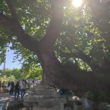 Kültür Turunda Trilye Ve Mütareke Evi Görülmedi