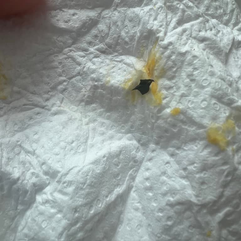 Mac And Cheese İçinde Bulunan Yabancı Siyah Parça Hijyen Sorunu