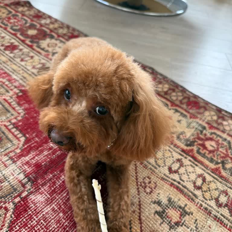 Pet Stylist Mehmet Güneş Yapılan Tıraş Kesinlikle Profesyonelce Değildi