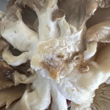 Küflü İstiridye Mantarı Satışı Müşteri Güvenini Sarsıyor